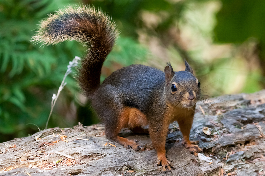 09-23 - 14.jpg - Olympic National Park, WA